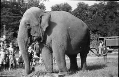 LOT 4x, elephant in the circus, funny, artists, vintage fine art negative 1950’s