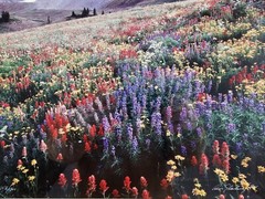 Signed Limited Edition Aaron Goldenberg 35mm Art Photograph, Utah 39×24 Framed