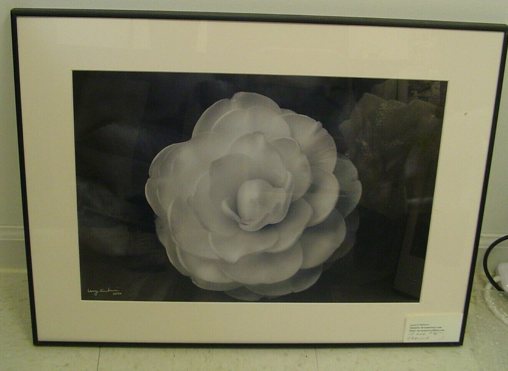 ART PHOTOGRAPHY white layered flower black &white by L. Santucci Frames 18x24in