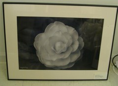 ART PHOTOGRAPHY white layered flower black &white by L. Santucci Frames 18x24in