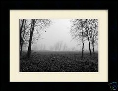 TREE-LINED FIELD ON A FOGGY MORNING 12×18 Photo Print