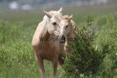 Chincoteague Pony Photo -Mares & Foals- Pick One Image -Various Sizes