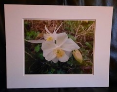 Matted Photograph: Columbine