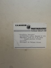 Vtg 1940s Black White Fine Art Photograph Virginia Creeper Nature Study Signed