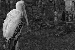 Fine Art B+W Photograph NUDE Ballerina w/ Dagger & Birds Signed Ltd Edition COA