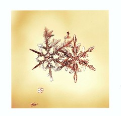 Doug Starn / SNOWFLAKE PRINT SIGNED ALLEVERYTHINGTHATISYOU SNO7.1_003 8 x 8 1st