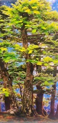 David Harrison Digital Photography Acrylic Art Chicago Botanic Garden Bonsai ’17