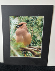 Birds Wildlife Photography Color Photograph Portrait Orientation, Matted