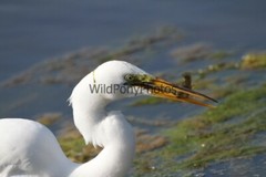 Great Egret Photo, Pick One Image – Various Sizes
