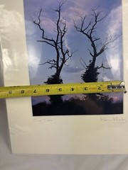 Patricia McGrady Photography – “Two Trees” – Gorgeous Art