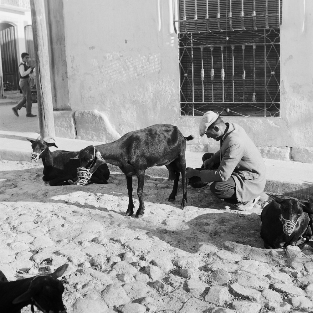 Photo On Paper Analog SPAIN DONKEY 1960 Size 30x30cm