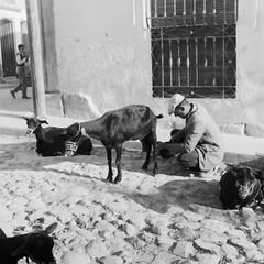 Photo On Paper Analog SPAIN DONKEY 1960 Size 30x30cm