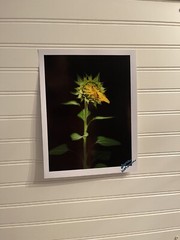 Sunflower #6 – landscape photograph 8.5×11