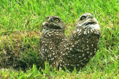 8 1/2 x 11″ HQ PRINT PHOTO of 2 BABY OWLS IN FLORIDA ON THE LOOKOUT FOR MAMA