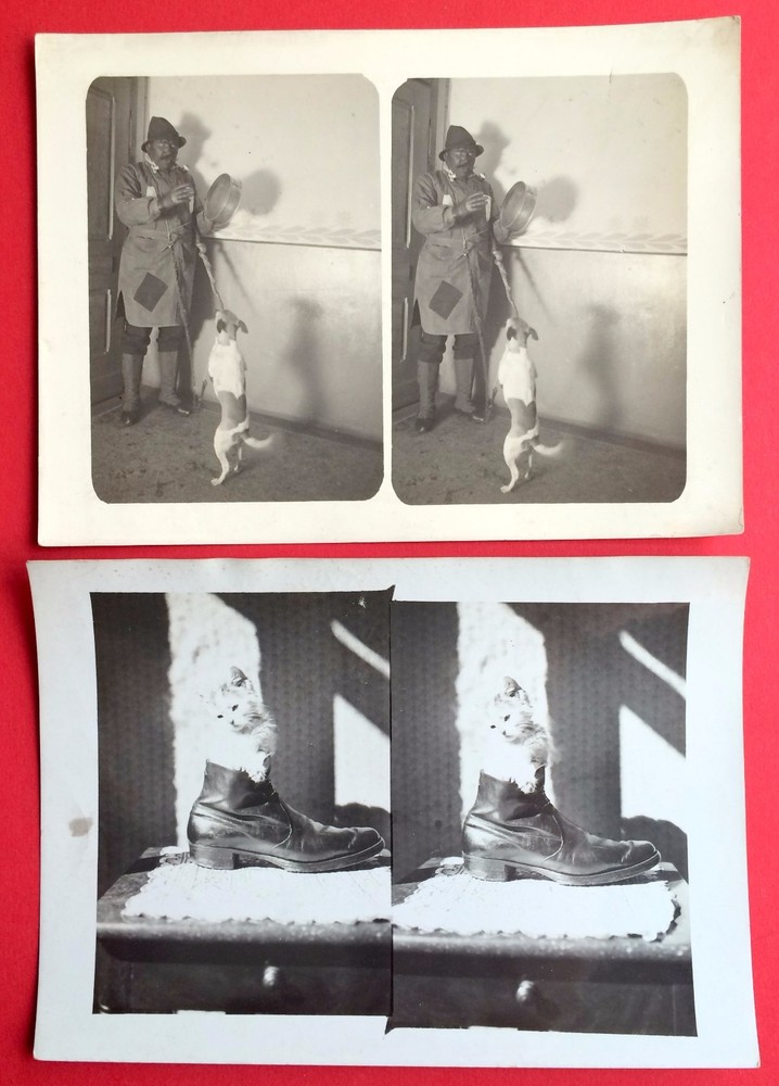 2 Vintage Stereo Photo 1909/13 Types Animals Cat Dog (F14798