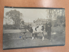 Postcard Postcard Photo Lithuania Cow Cattle WW1 WW1 F17