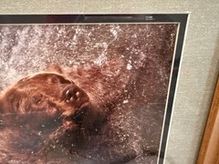 Vintage Jasper James Signed Framed Grizzly Bear Framed Nature Photography 16×13”