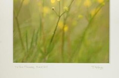 Tom Adams Photography Swamp Buttercup Yellow Flowers Oregon Matted Photo Art