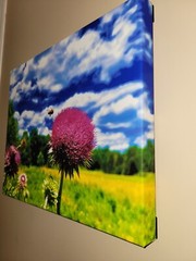 Nectar In The Field, Bees On Wild Thistle, 16×20 Canvas Photo Ltd Ed. Signed