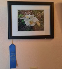 Matted Photograph: Columbine