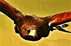 Bird photography art Chris Erdmann «Harris Hawk in Flight», 8×12 unframed