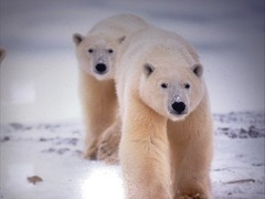 Polar Bear Nature Signed Limited Edition Framed Art Print