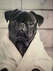 «Ready for my Bath» 2D Flat, Pug in Bathrobe Canvas Wall Photo. Frame 9″x13″