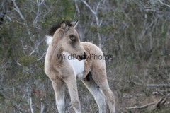 Chincoteague Pony Photo -Stallion Tidewater Twist- Pick One Image -Various Sizes