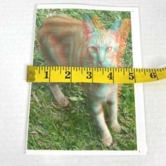 Orange Kitty Cat Hotel 3-D 3D Photograph Art Phantom Image Barry Rothstein New