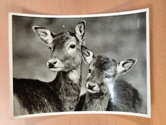 Photo Deer Deer Photo FO