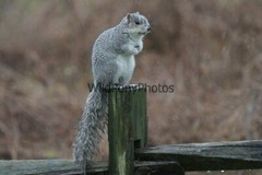 Delmarva Fox Squirrel Photo, Pick One Image – Various Sizes