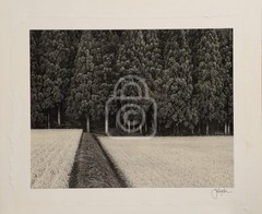1990’s John Sexton Signed Photograph. Rice Field & Pine Forest. Tohoku, Japan