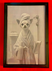 «Ready for my Bath»2D Flat, Chihuahua in Bathrobe Canvas Wall Photo.Frame 9″x13»