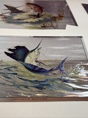 Sportsman’s portfolio SHINY color-etch prints by Fred Sweney Sheep Fish Ducks
