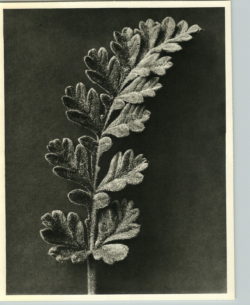 1942 Original BOTANICAL Erodium Chrysanthum Flower Photo Art KARL BLOSSFELDT