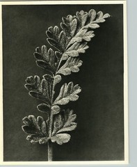 1942 Original BOTANICAL Erodium Chrysanthum Flower Photo Art KARL BLOSSFELDT