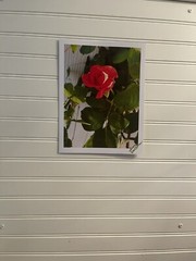 Garden Rose #7 – landscape photograph 8.5×11