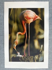Caribbean Flamingo Wildlife Photography, National Geographic By Steve Winter