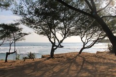 Digital Image Picture Photo Pic Wallpaper Background skyview, trees and sea