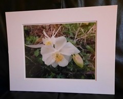 Matted Photograph: Columbine