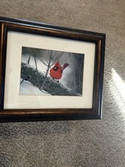 Two Signed Numbered Framed Bird Photographs Cardinal Bluebird By E.J. Kowalski