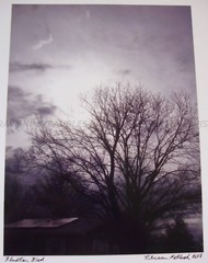 «Bluster Blvd» Original Art Photography SIGNED 2018 Surreal Bare Tree Clouds