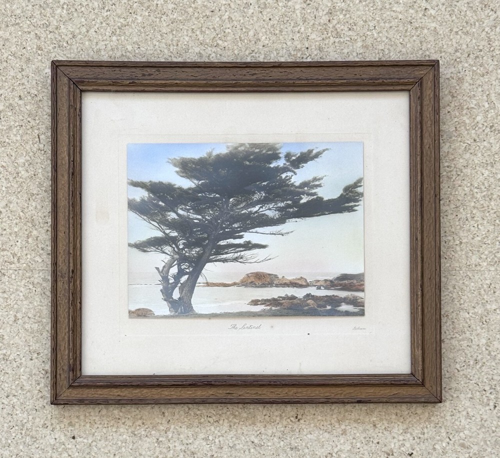 Vtg Gibson Hand Tint Oil Color Photo The Sentinal Cypress Tree 12.75”x11.3/8” VG