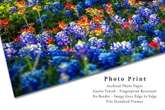 Bluebonnets Photography Print Wildflower Picture Texas Photo Nature Decor