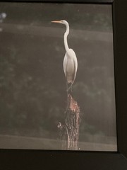 2 Black Framed Great Egret Art Photographs © 2006 by Kenneth Lapikockij 13×11