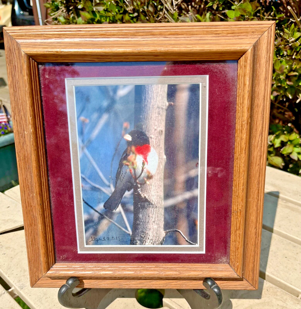 ROSE BREASTED GROSBEAK BIRD FRAMED PICTURE-SIGNED BY ARTIST- 9″ x 10″