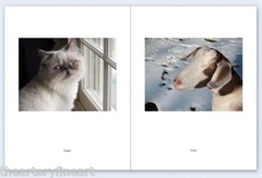 STEPHEN SHORE: Pet Pictures SIGNED Photo w/ Ltd Edition Book One Picture #73 NEW