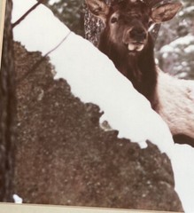 Vintage Male Bull Elk Picture Photograph Framed Signed Photo SCT Ltd Ed 8/50 EUC