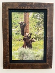 Thomas Mangelsen Framed Limited Edition Color Photo Print – Teton Pole Dancers