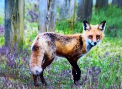 “Smart As A Fox,” Photograph, 12×15”
